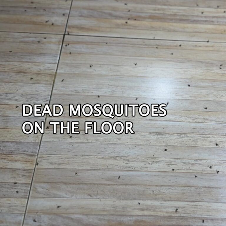 Dead-mosquitos-on-the-floor
