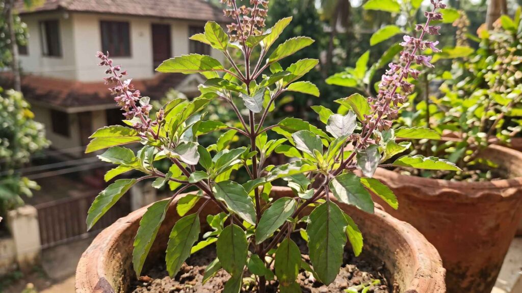 Holy Basil to kill mosquitos